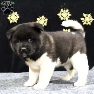 Sadie, Akita Puppy